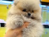 Pomerani̇an Boo Yavrulari