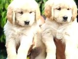 Golden Retri̇ever Yavrulari