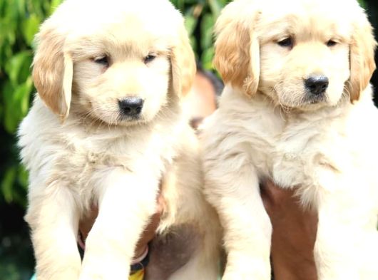 Golden Retri̇ever Yavrulari görsel