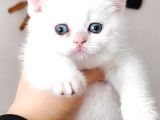 Full Şecereli 2 Dişi British Shorthair Yavru