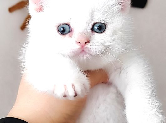 Full Şecereli 2 Dişi British Shorthair Yavru görsel
