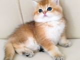 full Şecereli 2 dişi British Shorthair yavru