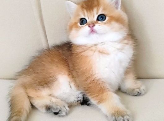 Full Şecereli 2 Dişi British Shorthair Yavru