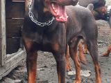 İri Yapılı Doberman Yavrular