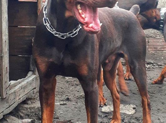 İri Yapılı Doberman Yavrular görsel