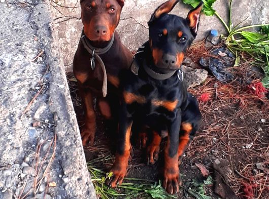 İri Yapılı Doberman Yavrular görsel