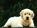 Golden Retri̇ever Yavrulari