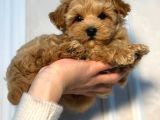 MALTİPOO CİNSİ YAVRULAR EV ÜRETİMİ