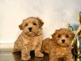 MALTİPOO CİNSİ YAVRULAR EV ÜRETİMİ