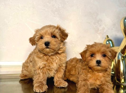 Malti̇poo Ci̇nsi̇ Yavrular Ev Üreti̇mi̇