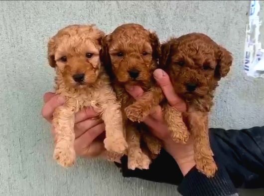 Kipkirmizi Red Toy Poodle Sevi̇mli̇ Yavrular görsel
