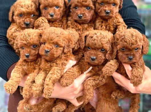 Kipkirmizi Red Toy Poodle Sevi̇mli̇ Yavrular