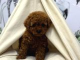 Toy Poodle Sevi̇mli̇ Yavrular Ev Üreti̇mi̇