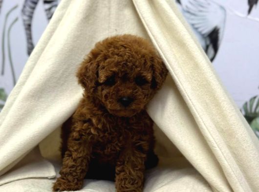 Toy Poodle Sevi̇mli̇ Yavrular Ev Üreti̇mi̇ görsel