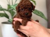 Toy Poodle Sevi̇mli̇ Yavrular Ev Üreti̇mi̇