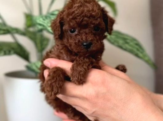 Toy Poodle Sevi̇mli̇ Yavrular Ev Üreti̇mi̇ görsel