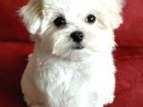 Maltese Terri̇er Ci̇nsi̇ Yavrular