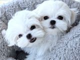 Maltese Terri̇er Ci̇nsi̇ Yavrular