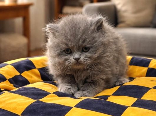 A Kaliteli British Longhair Yavrularımız