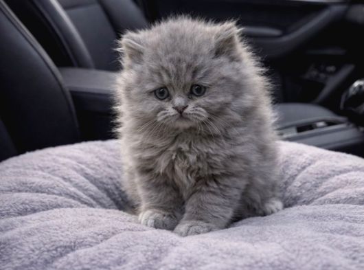 A Kaliteli British Longhair Yavrularımız görsel