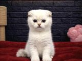 ORİJİNAL BEBEK SCOTTISH FOLD YAVRULARI