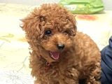 Poodle kızımız hazır