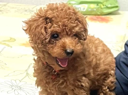 Poodle kızımız hazır