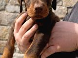 45 Günlük Kızıl Dobermanlarım