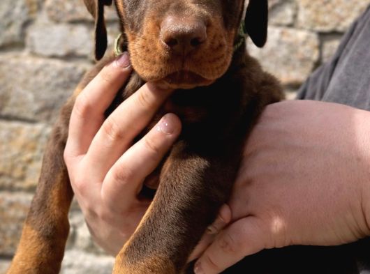 45 Günlük Kızıl Dobermanlarım görsel