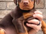 45 Günlük Kızıl Dobermanlarım