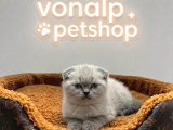 VONALP PET GARANTISIYLE EFSANE GÜZELLİKTE SCOTTİSH FOLD