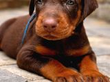 45 Günlük Kızıl Dobermanlarım