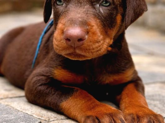 45 Günlük Kızıl Dobermanlarım görsel