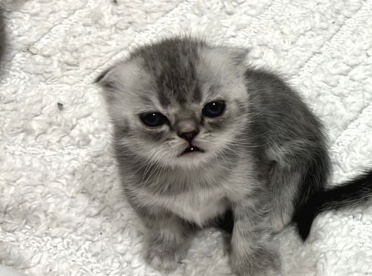 Scottish Yavru Kedi