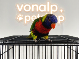 VONALP PET GARANTISIYLE EFSANE GÜZELLİKTE lORİ PAPAĞANI