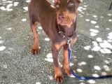İri yapılı doberman yavrular