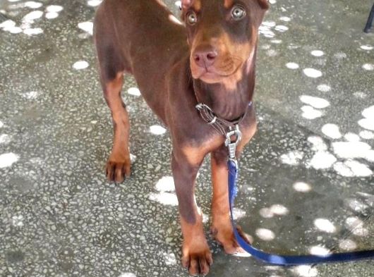 İri Yapılı Doberman Yavrular