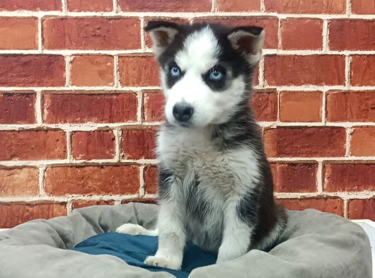 Husky Yavrular görsel