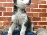 Husky Yavrular