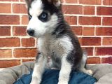 Husky Yavrular