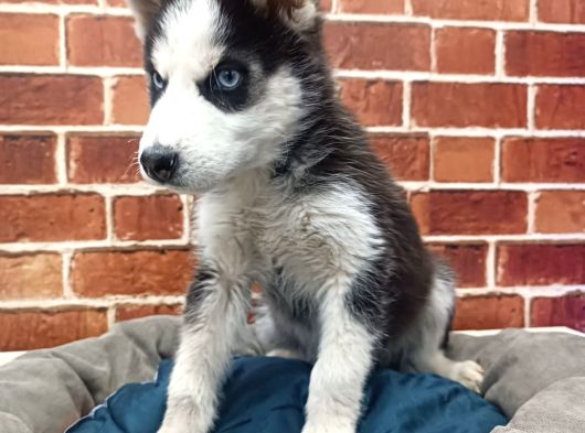 Husky Yavrular görsel