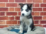Husky Yavrular