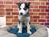 Husky yavrular