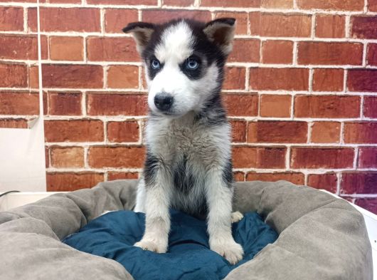 Husky Yavrular