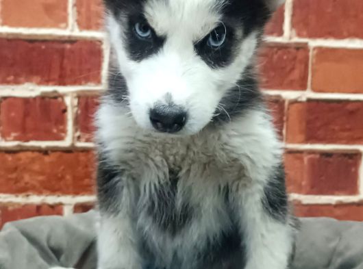 Husky Yavrular görsel