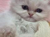 Sevimli İran kedi yavruları