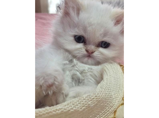 Sevimli İran Kedi Yavruları