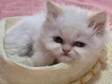 Sevimli İran Kedi Yavruları