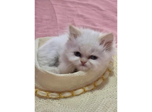 Sevimli İran Kedi Yavruları görsel