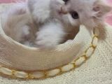 Sevimli İran Kedi Yavruları